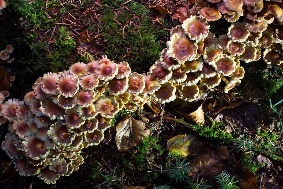 Forest autumn forest mushroom