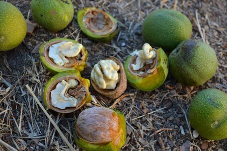 Yesil walnut fresh walnuts walnut