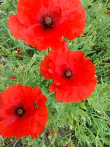 Flanders fields plant poppy heart