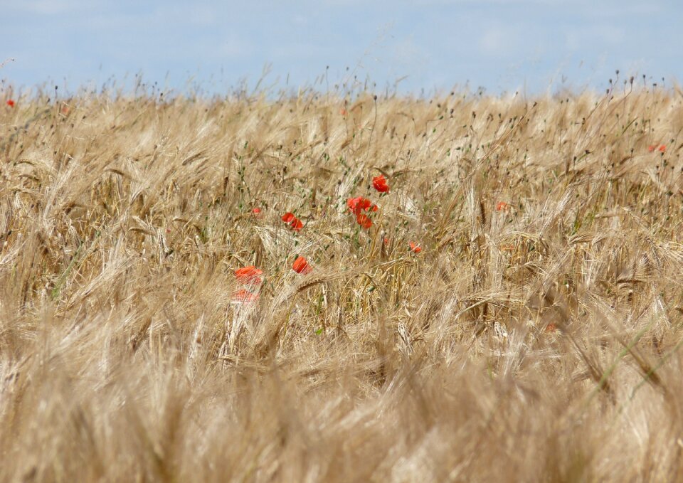 Wheat poppy landscape
