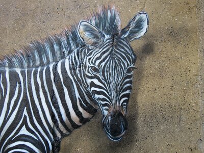 Zoo berlin lichtenberg