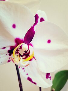 Ocean phalaenopsis flower photo