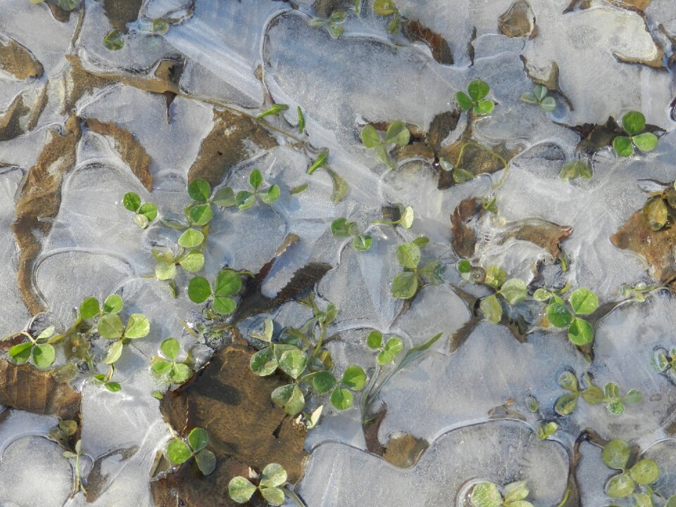 Autumn the first ice frost