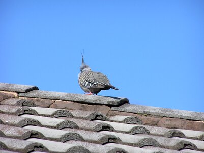 Crested pigeon nature photo