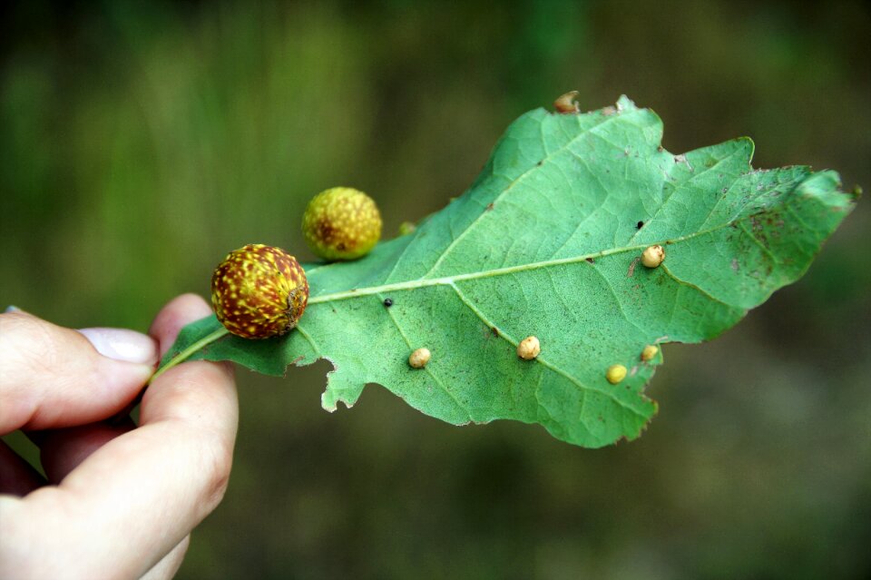 Disease tree disease of oak