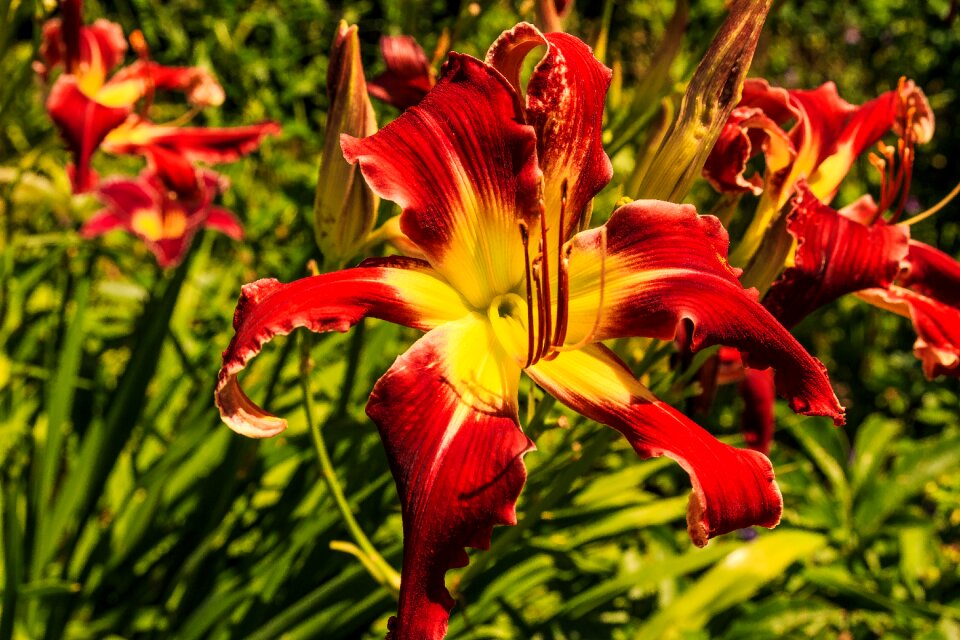 Blossom bloom plant