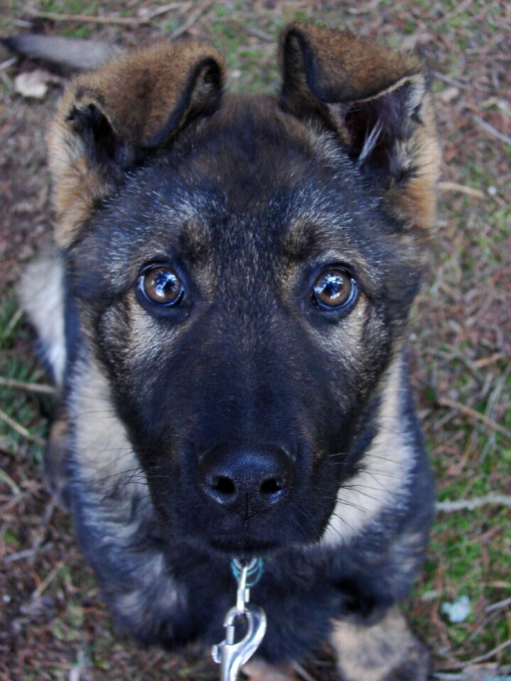 Dog german shepherd puppy