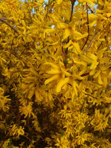 Yellow spring landscape