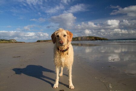 Ocean labradoodle