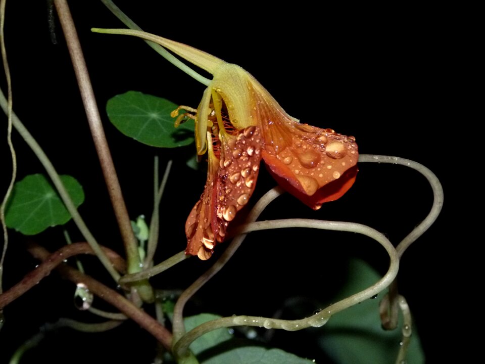 Water drop flower