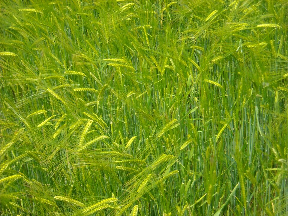 Agriculture cereals texture