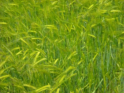 Agriculture cereals texture