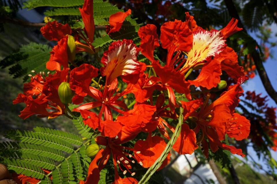 Royal poinciana tropical