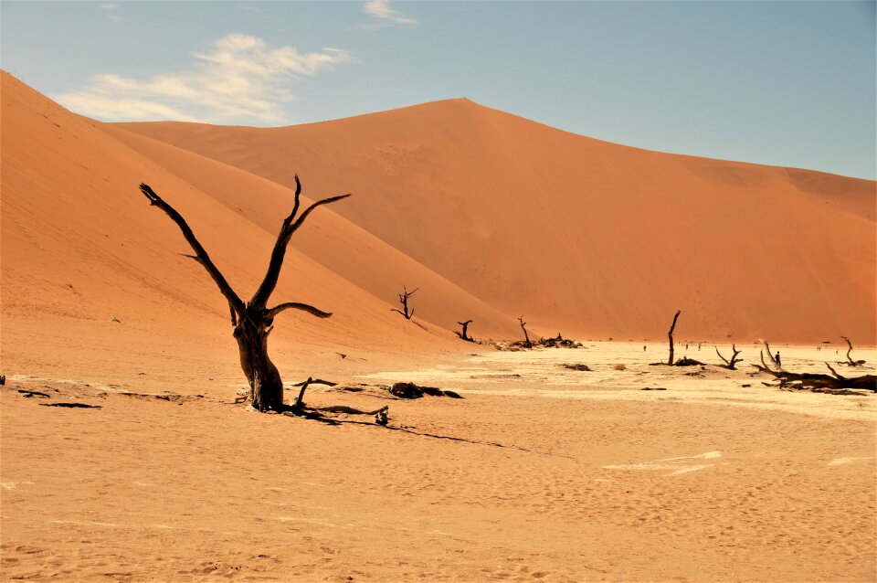 Desert dead vlei africa