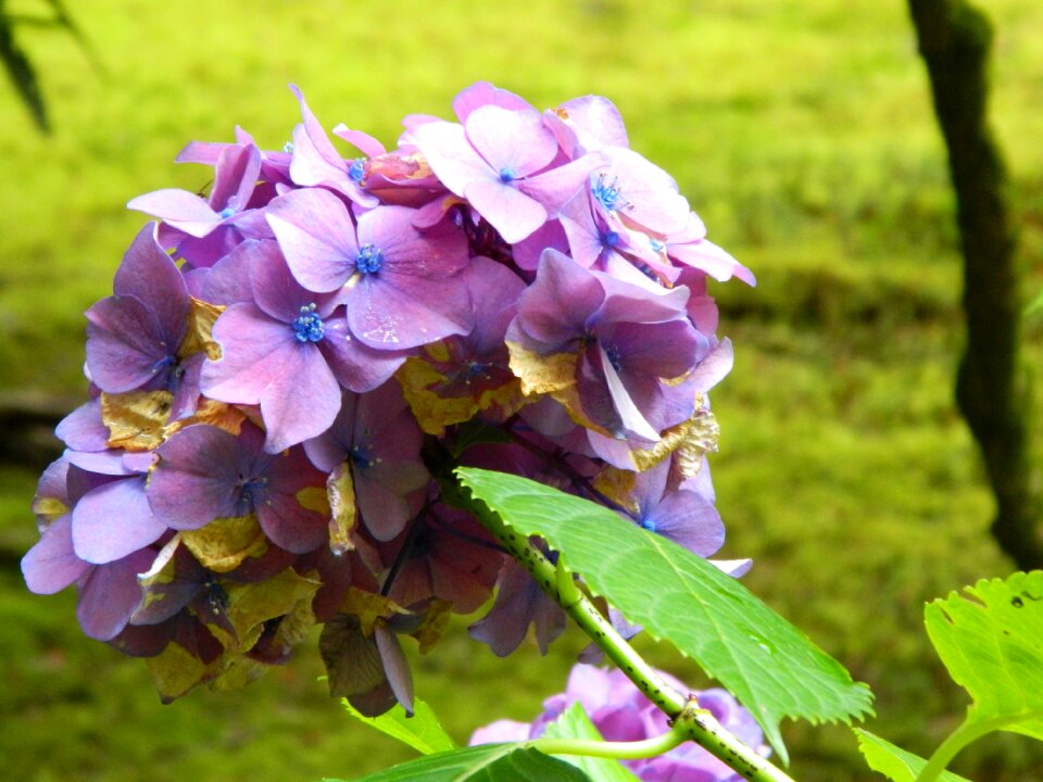 Beautiful plant