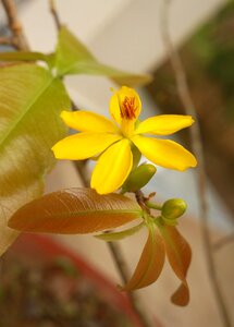 Golden apricot mai busty spring flowers