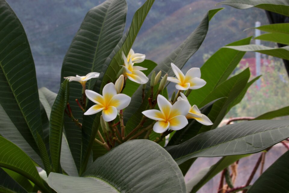 Mauritius africa perfume
