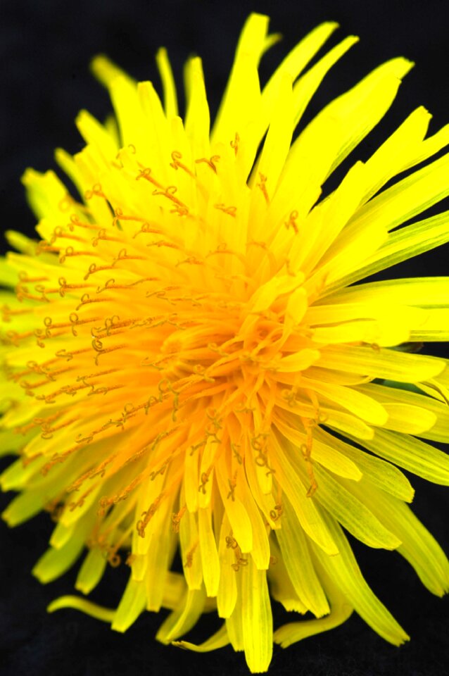 Yellow flower macro nature