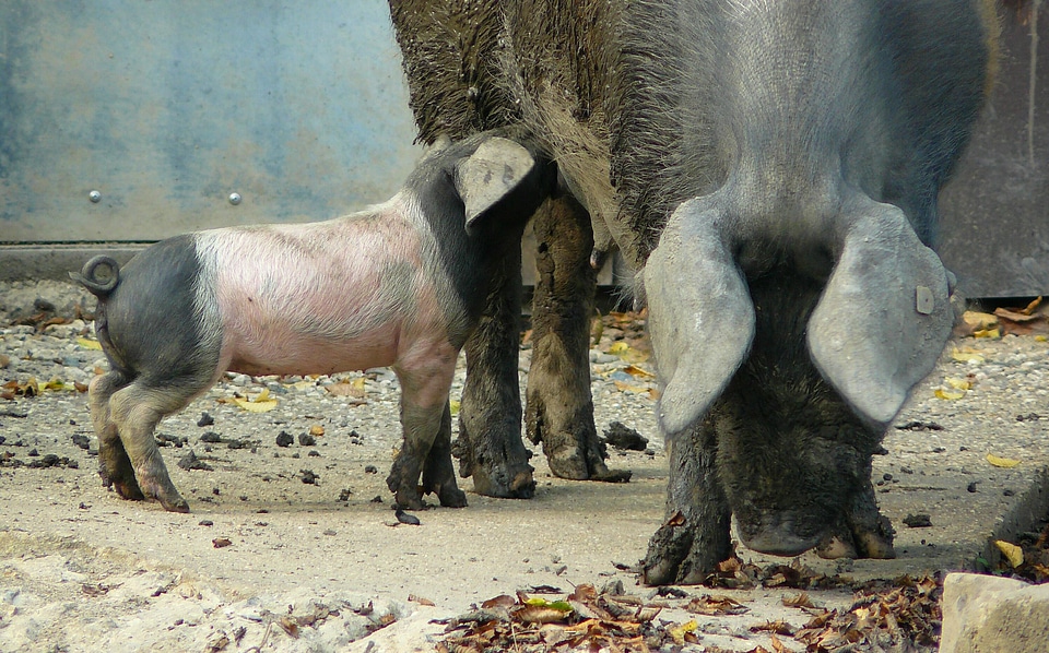 Animals animal farm