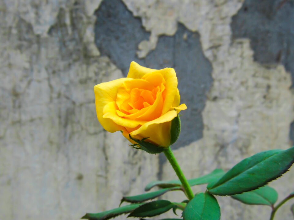 Background beautiful