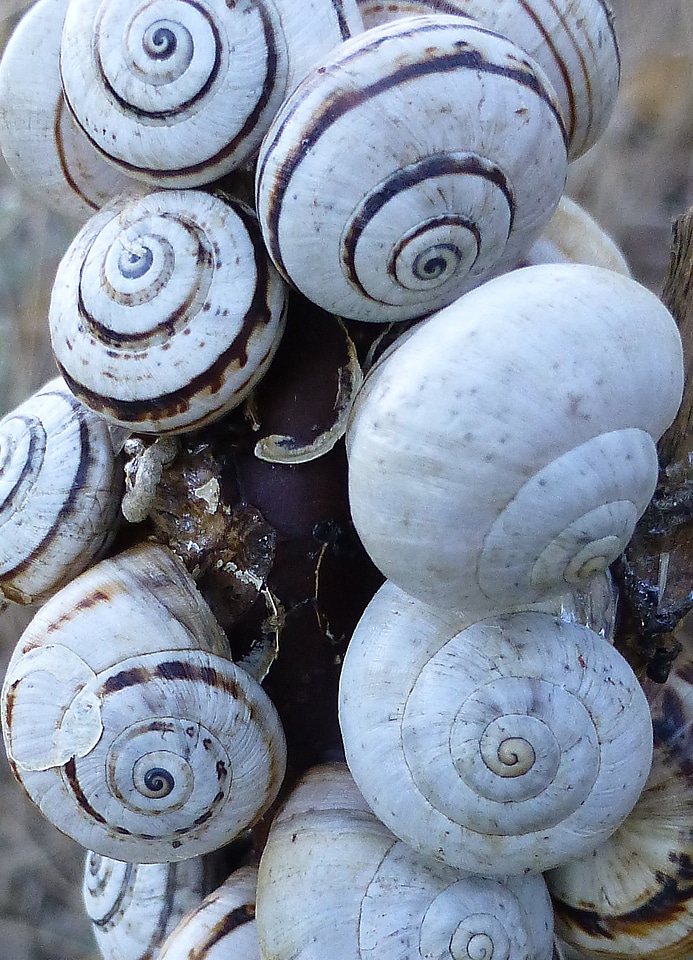 Shell many spiral