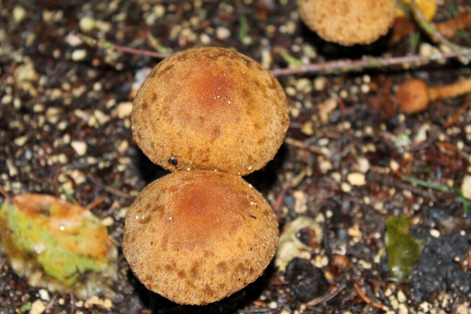 Public record forest mushrooms