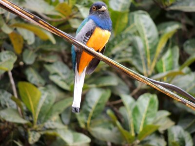 Surucuá brazilian bird brazil photo