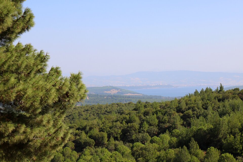 Mountain lake trees