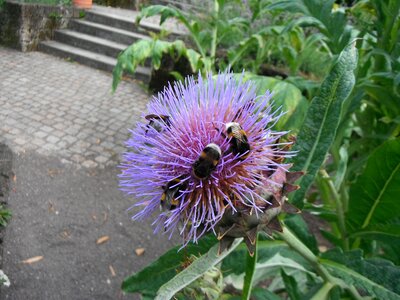 Luisenpark baden württemberg botanical