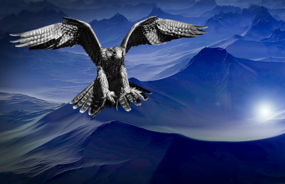 Night sky predator
