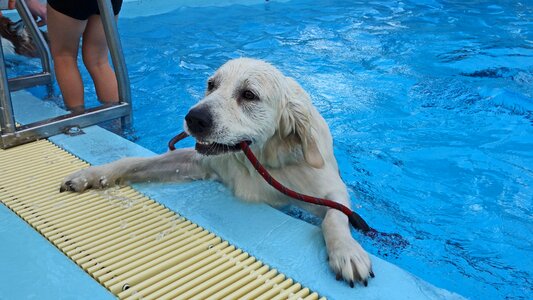 Hondenzwemmen self-reliance good luck photo