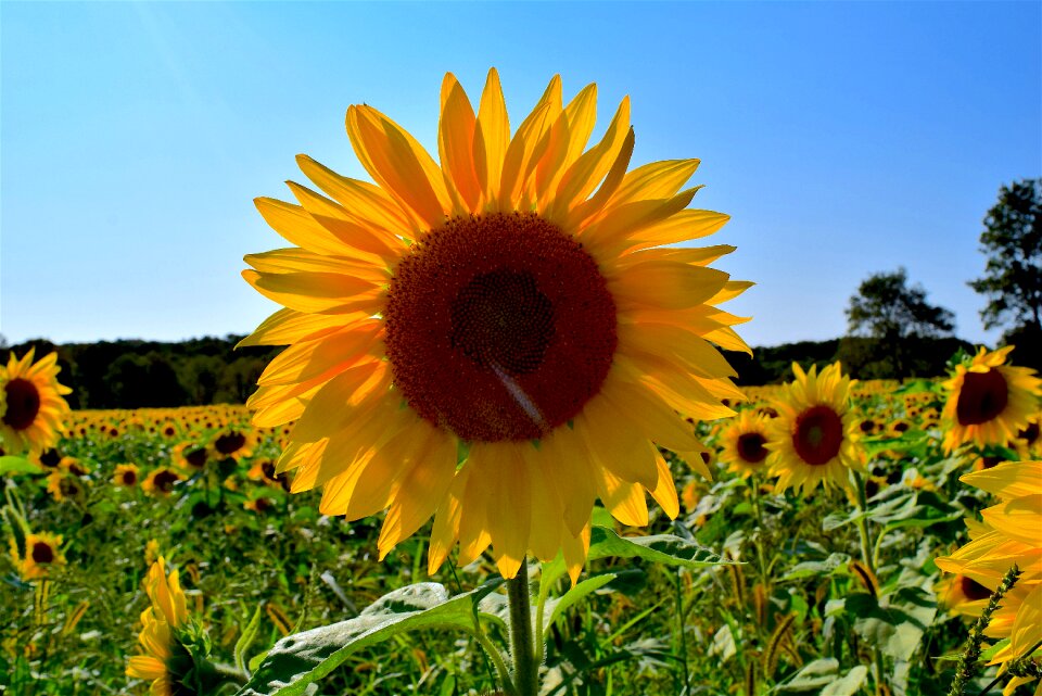Nature summer garden