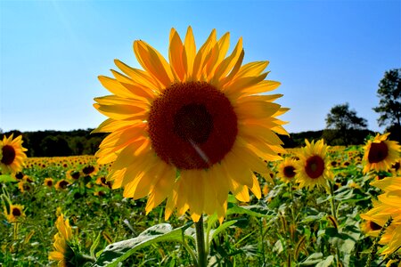 Nature summer garden photo