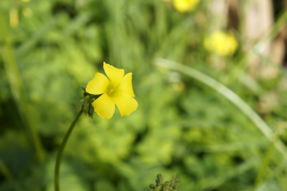 Flower bell nature