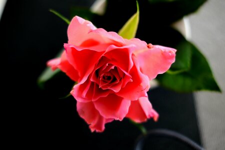 Bloom red give