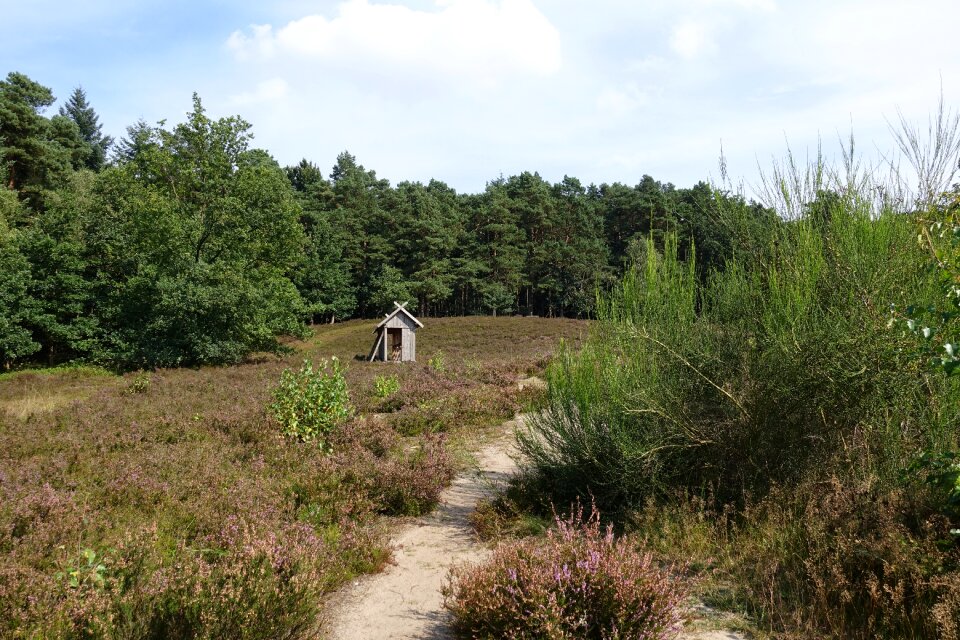 Path lüneburg heath heather