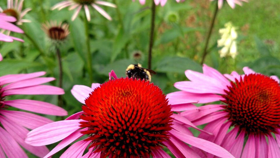 Pink floral garden photo