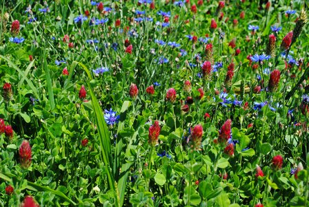 Red grass plant