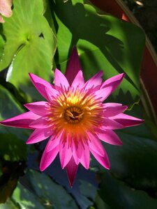 Nature lotus basin water plants photo