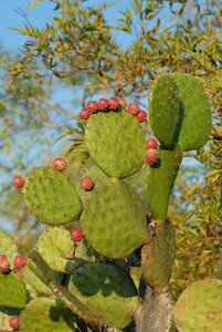 Wild flora plants