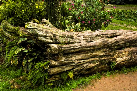 Landscape environment old tree photo