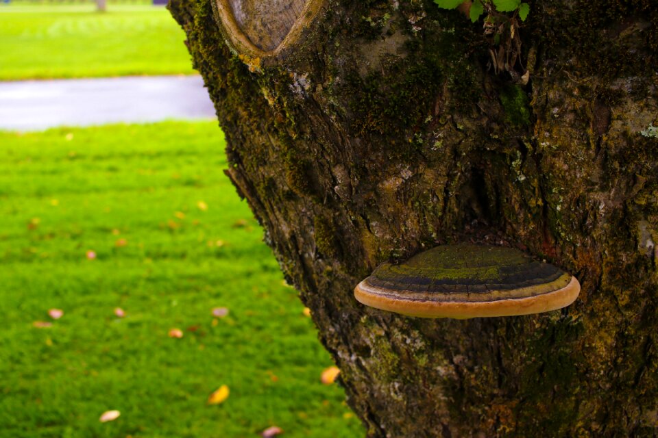 Tree nature