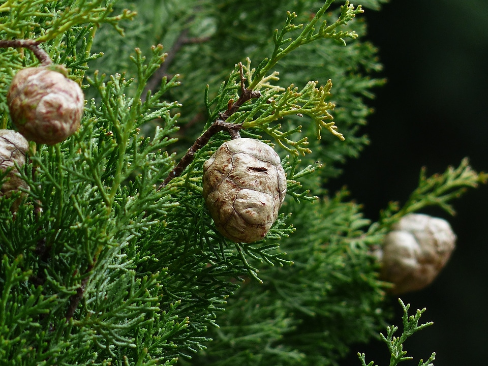Cypress under glass cupressaceae mediterranean cypress