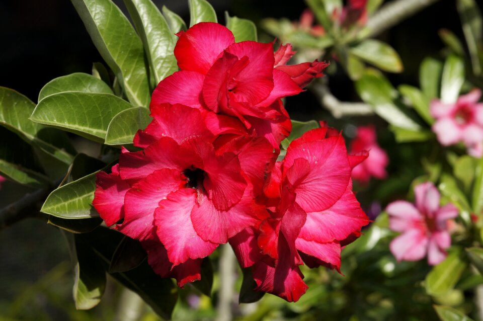 Desert rose tropical