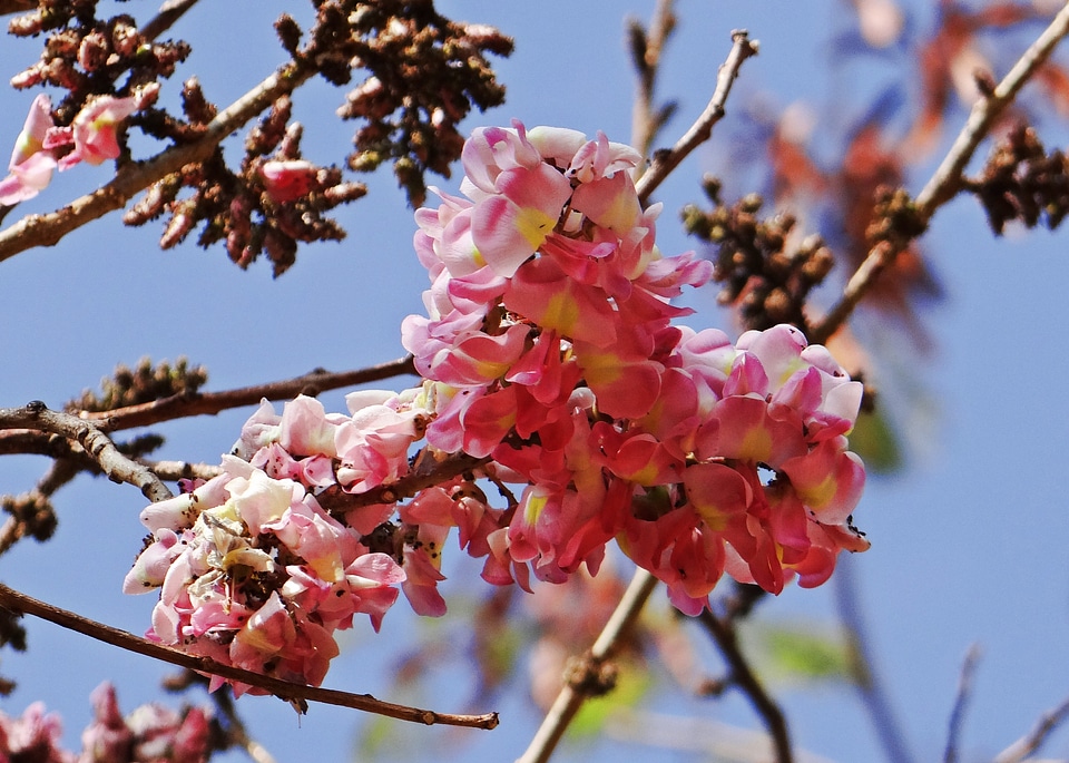 Flowering tree hubli india