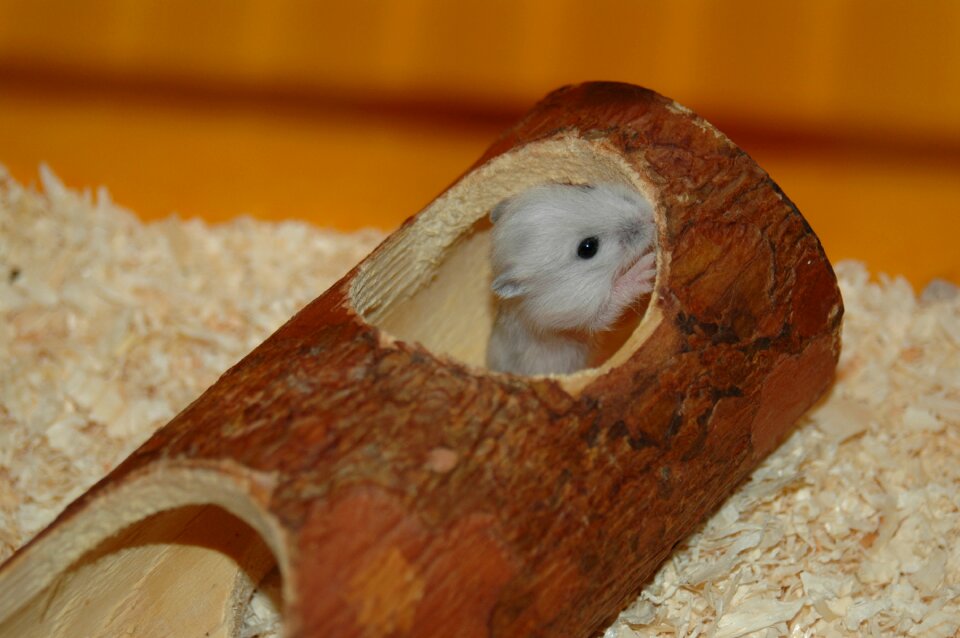 Hamster baby hamster cute