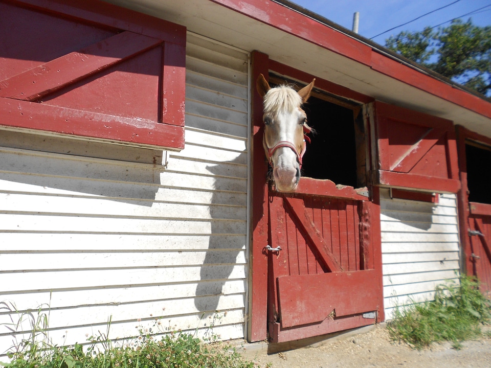 Barn stallion equine photo