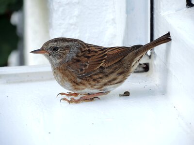 Sparrow sperling bird photo