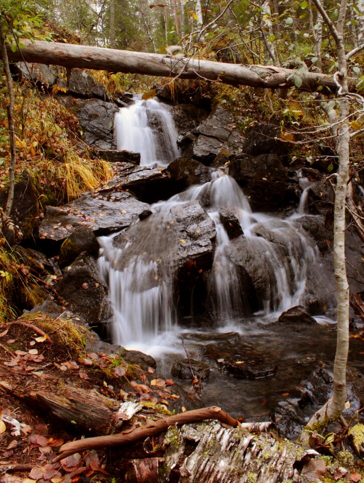 Forest living nature waterfall