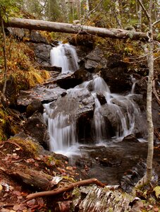 Forest living nature waterfall photo